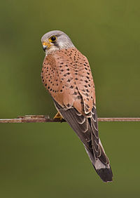 Gheppio (Falco tinnunculus)