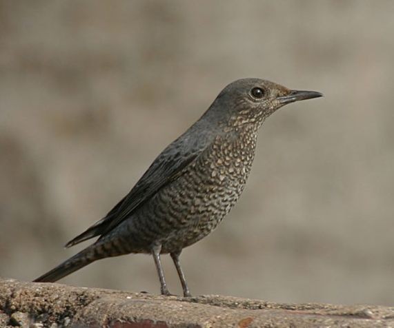 Passero solitario (Monticola solitarius)