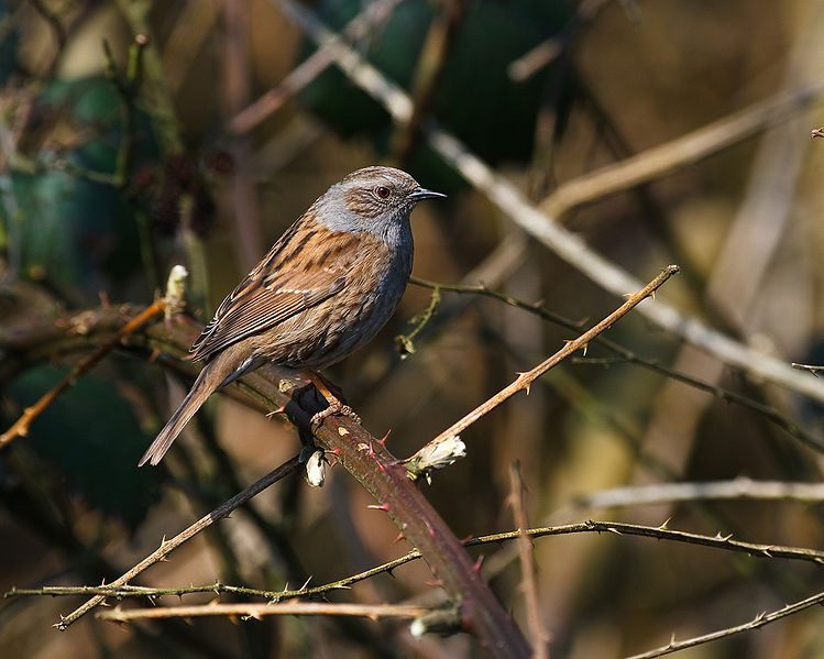 Passera scopaiola (Prunella modularis)