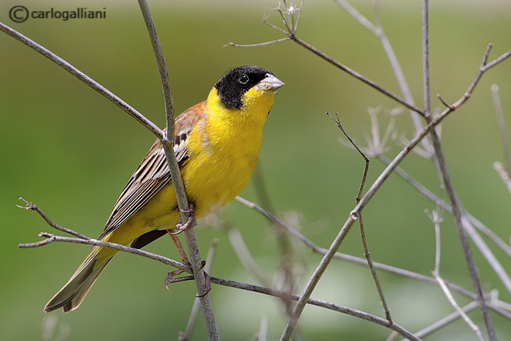 Zigolo capinero (Emberiza melanocephala)