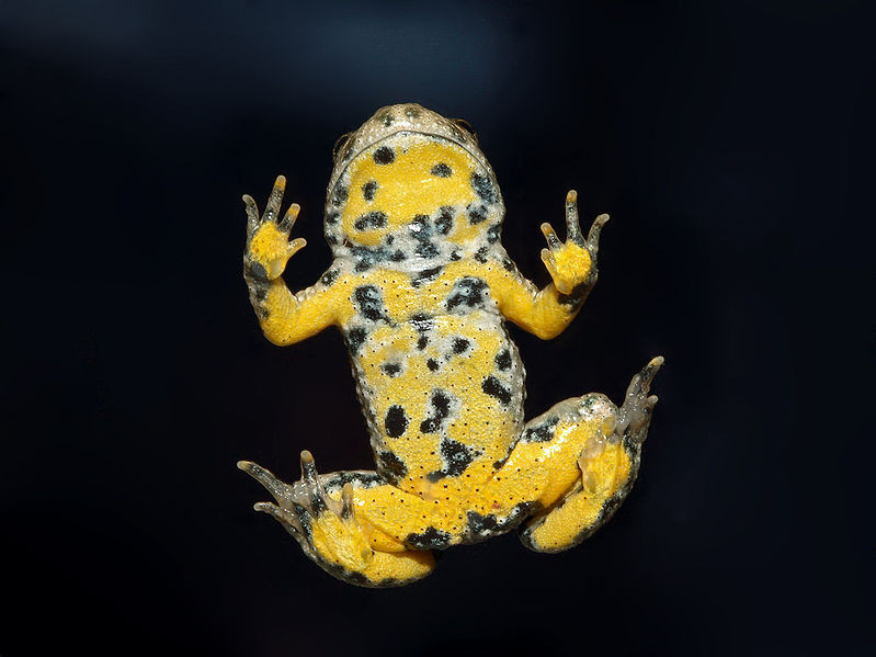 Ululone dal ventre giallo (Bombina variegata)