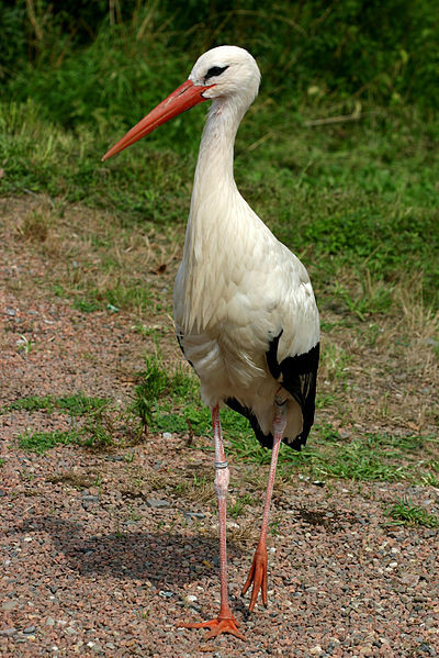 Cicogna bianca (Ciconia ciconia)