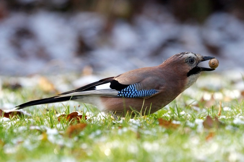 Ghiandaia (Garrulus glandarius)