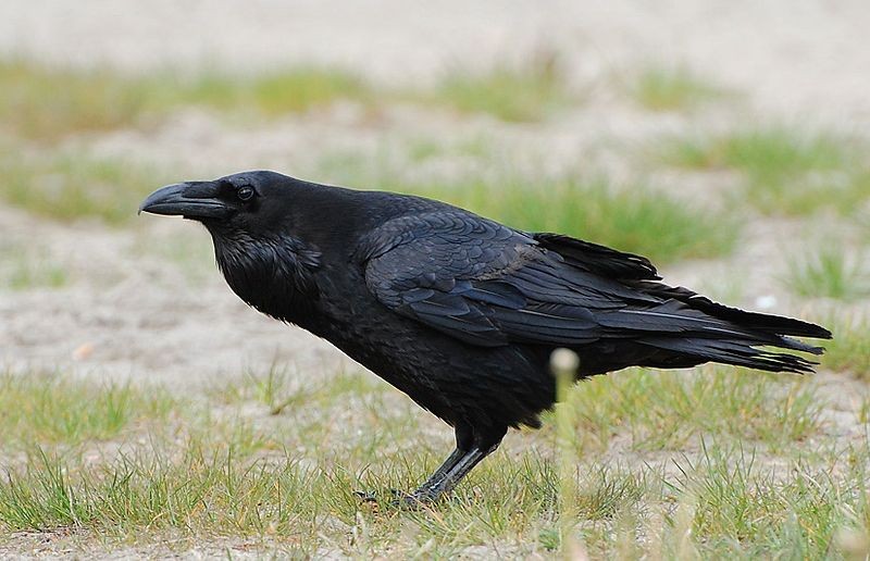 Corvo imperiale(Corvus corax)