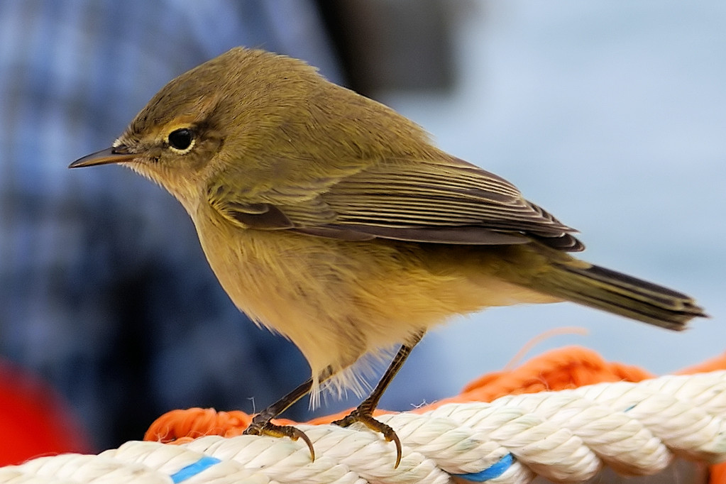 Liù piccolo (Phylloscopus collybita)