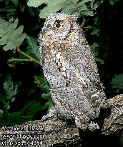 Assiolo (Otus scops)