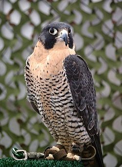 Falco pellegrino (Falco peregrinus)