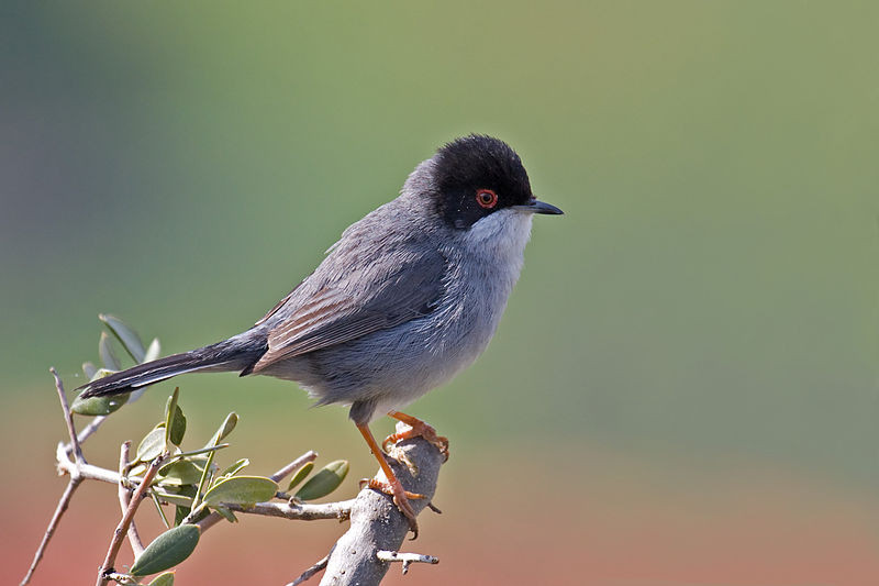 Occhiocotto (Sylvia melanocephala)