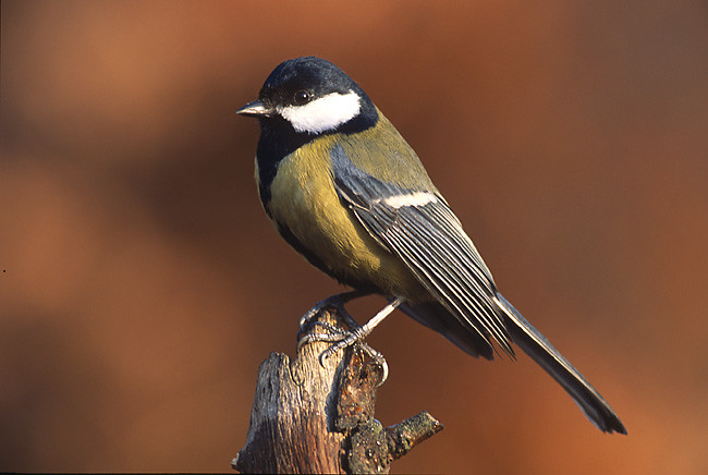 Cinciallegra (Parus major)