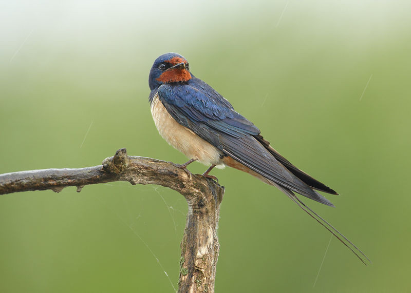 Rondine (Hirundo rustica)