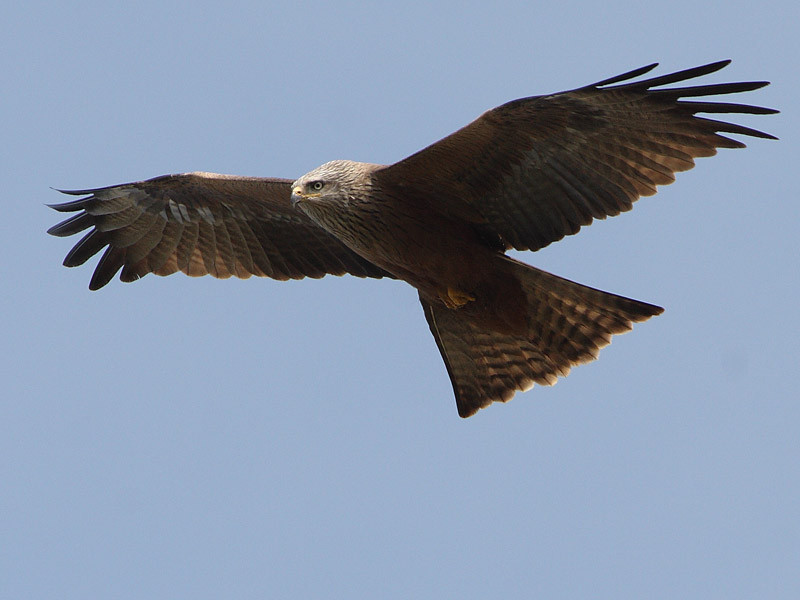 Nibbio bruno (Milvus migrans)