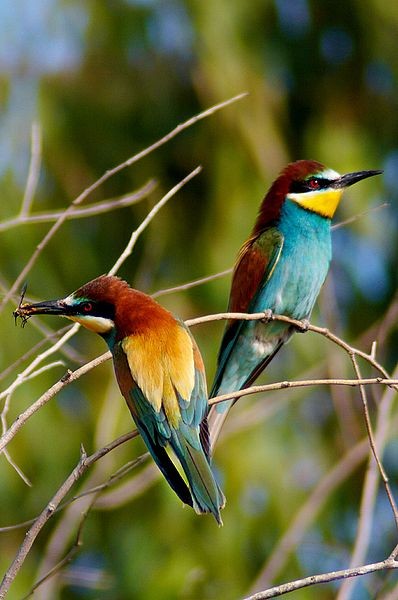 Gruccione (Merops apiaster)