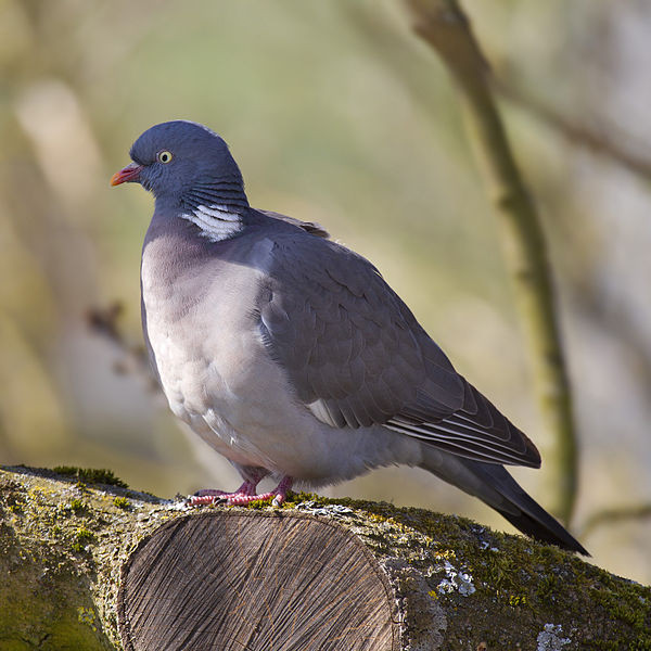 Colombaccio (Columba palumbus)