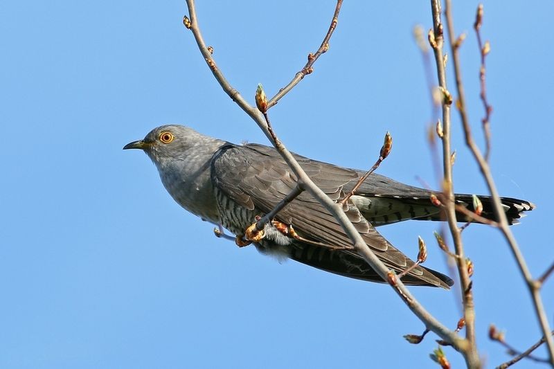 Cuculo (Cuculus canorus)