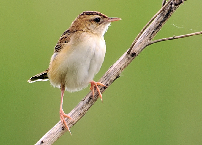 Beccamoschino (Cisticola juncidis)