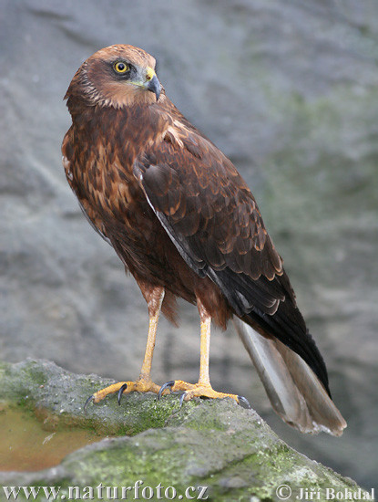 Falco di palude (Circus aeruginosus)