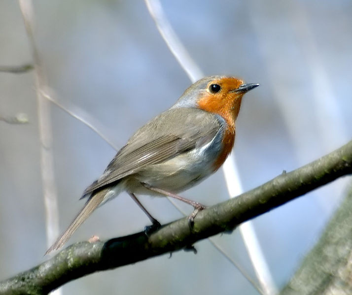 Pettirosso (Erithacus rubecula)