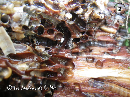 Galeries creusées par des tarets (Teredo sp.), mollusques bivalves, à l'intérieur d'une planche de sapin immergée dans l'eau