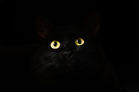 Ach du liebe, schwarze, böse Katze