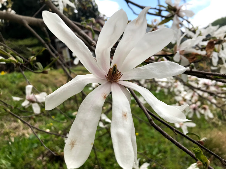 タムシバ（ニオイコブシ）の花