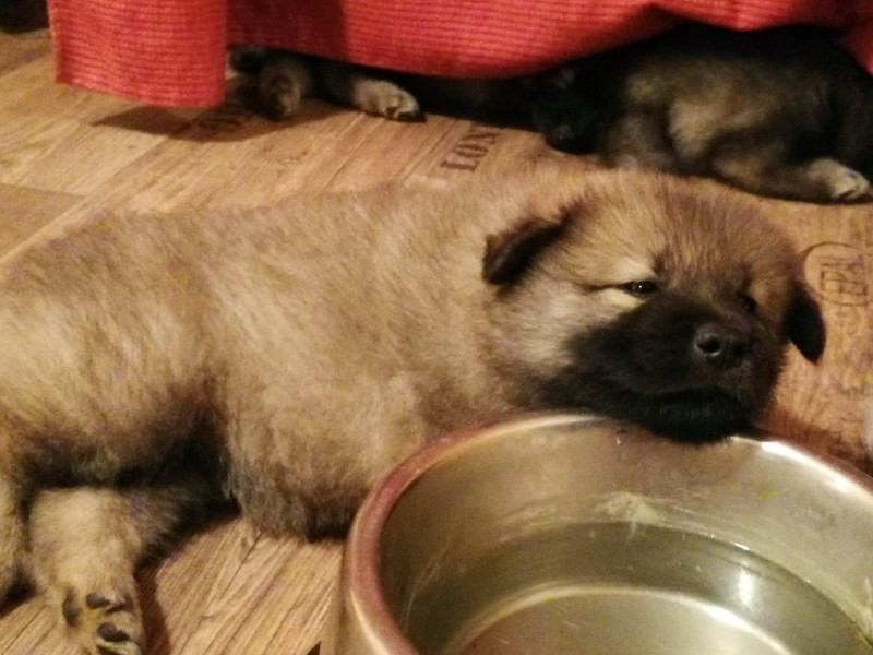 Unsere Wächterin des Wassers, Mrs. Red! Wir haben noch nicht rausbekommen, was sie so fasziniert am Wasser Napf. Aber auf jeden Fall wird er bewacht & alle dürfen auch trinken! Schmeckt nämlich lecker!