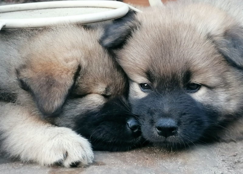 Auch die zwei könnten Zwillinge sein! Mrs. Red (Anike) & Mrs. Gelb (Artemis) sind zumindest richtig gut miteinander befreundet & füreinander da! Da kann man ganz beruhigt schlafen mit so einer lieben Gefährtin an der Seite. Stimmts Mrs. Red?! 