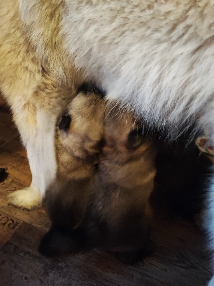 Red Lady´s! Mrs.Gelb & Mrs.Türkis haben heute das Trinken im Stehen kultiviert! Ab auf die Hinterläufe & Nuckeln! Hat nicht lange gedauert, dann waren alle da! Nicht, das Ihr wie Kängurus springt demnächst mit euren gut trainierten Hinterbeinen! 