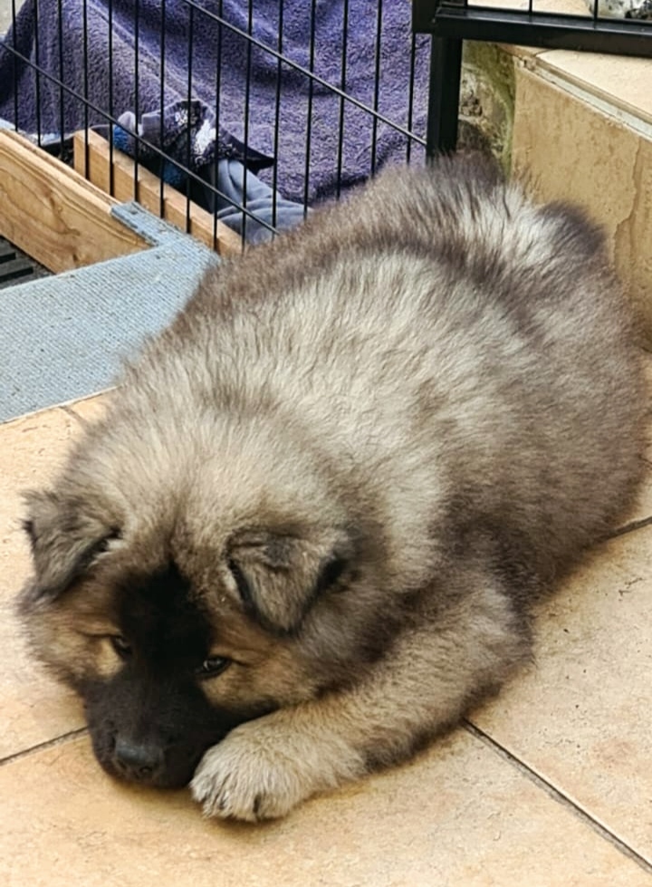 Angus ist manchmal ein richtiger mit offenen Augen Träumer! Er grübelt wohl noch nach, was das heute morgen war! Aber ist sein Rudel wohlauf, ist auch er entspannt. Außerdem waren seine Human´s heute da! 