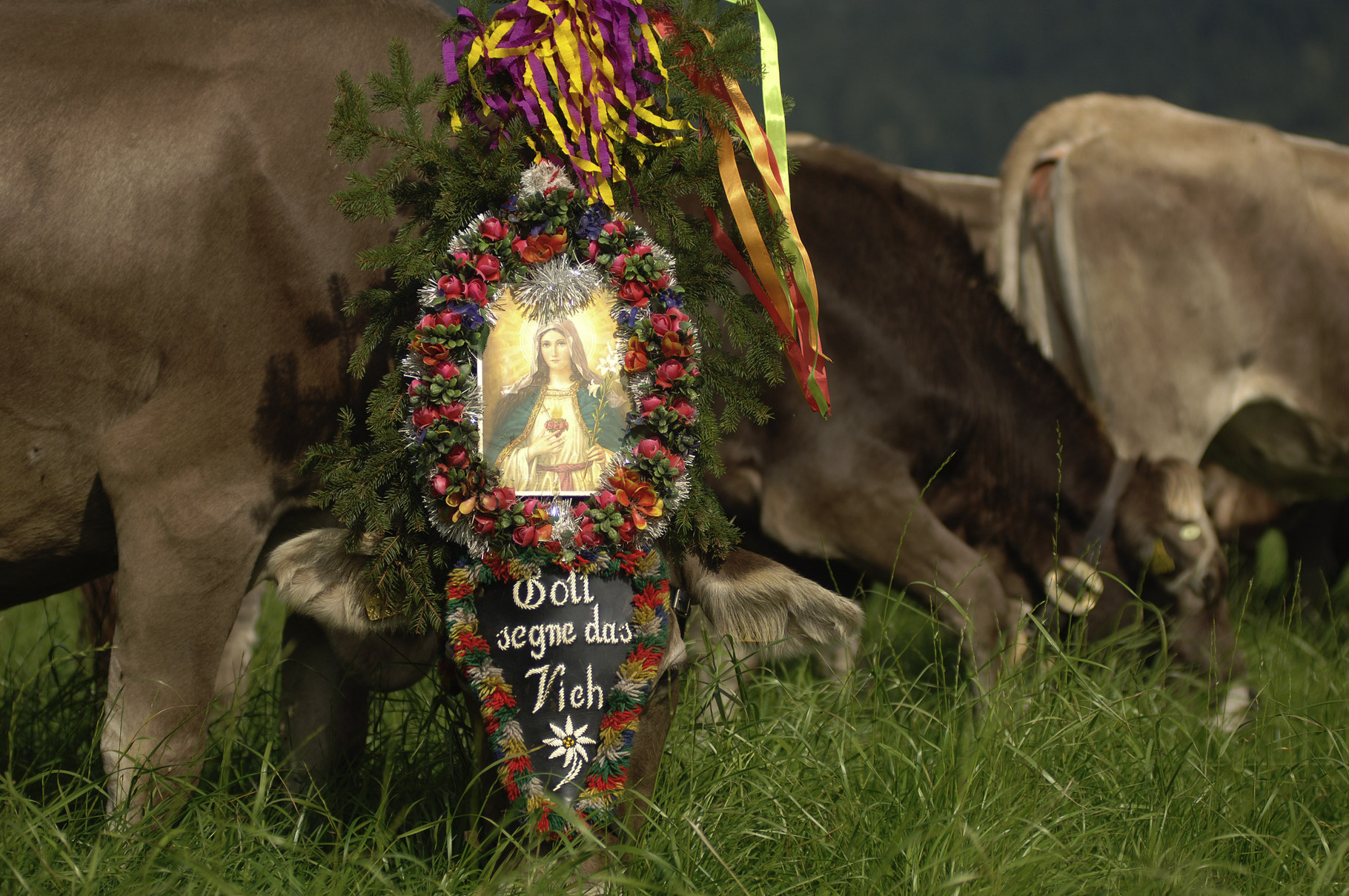 gelebtes Brauchtum und Tradition - Almabtrieb im Zillertal © Zillertal TourismusGmbH 