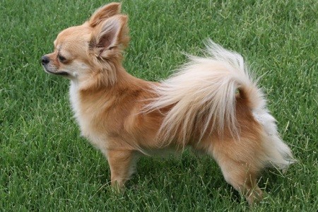 Foto de perro de raza chihuahua de la variedad de pelo largo. Chihuahua perro. Chihuahua venta. Criadores de chihuahua en la Comunidad de Valencia. Chihuahua comprar.