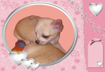 Foto perro de raza chihuahua macho de pelo corto de color dorado de los criadores de chihuahuas con afijo De Alba Dog de Valencia, Comunidad Valenciana, España, venta de chihuahuas, cachorros chihuahua de pelo corto y largo en venta con pedigree