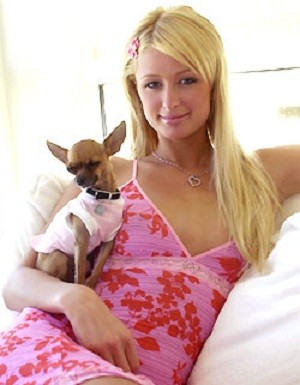 Paris Hilton con uno de sus chihuahuas