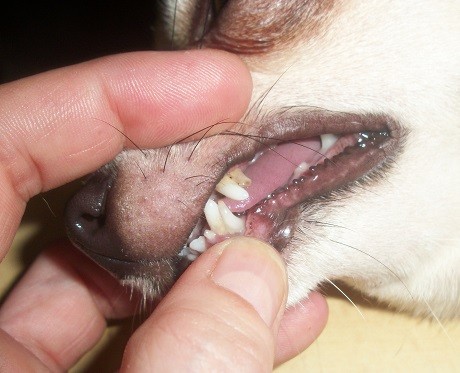 Cambio de dientes del perro - Página Jimdo de valencianos de alba dog, Criadores de chihuahua, venta de chihuahuas.