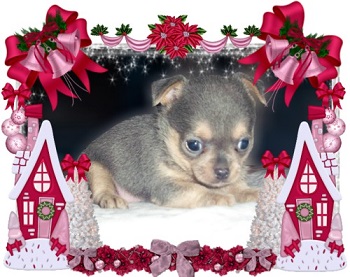 Foto perro de raza chihuahua hembra de pelo corto de color azul y fuego de los criadores de chihuahuas con afijo De Alba Dog de Valencia, Comunidad Valenciana, España, venta de chihuahuas, cachorros chihuahua de pelo corto y largo en venta con pedigree