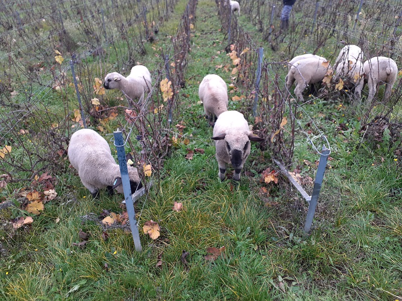 Moutons dans les vignes, respect de l'environnement