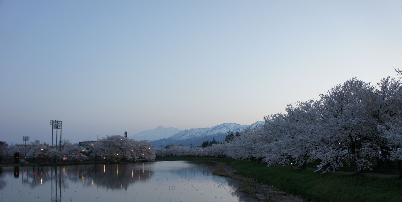 お堀を囲む満開の桜