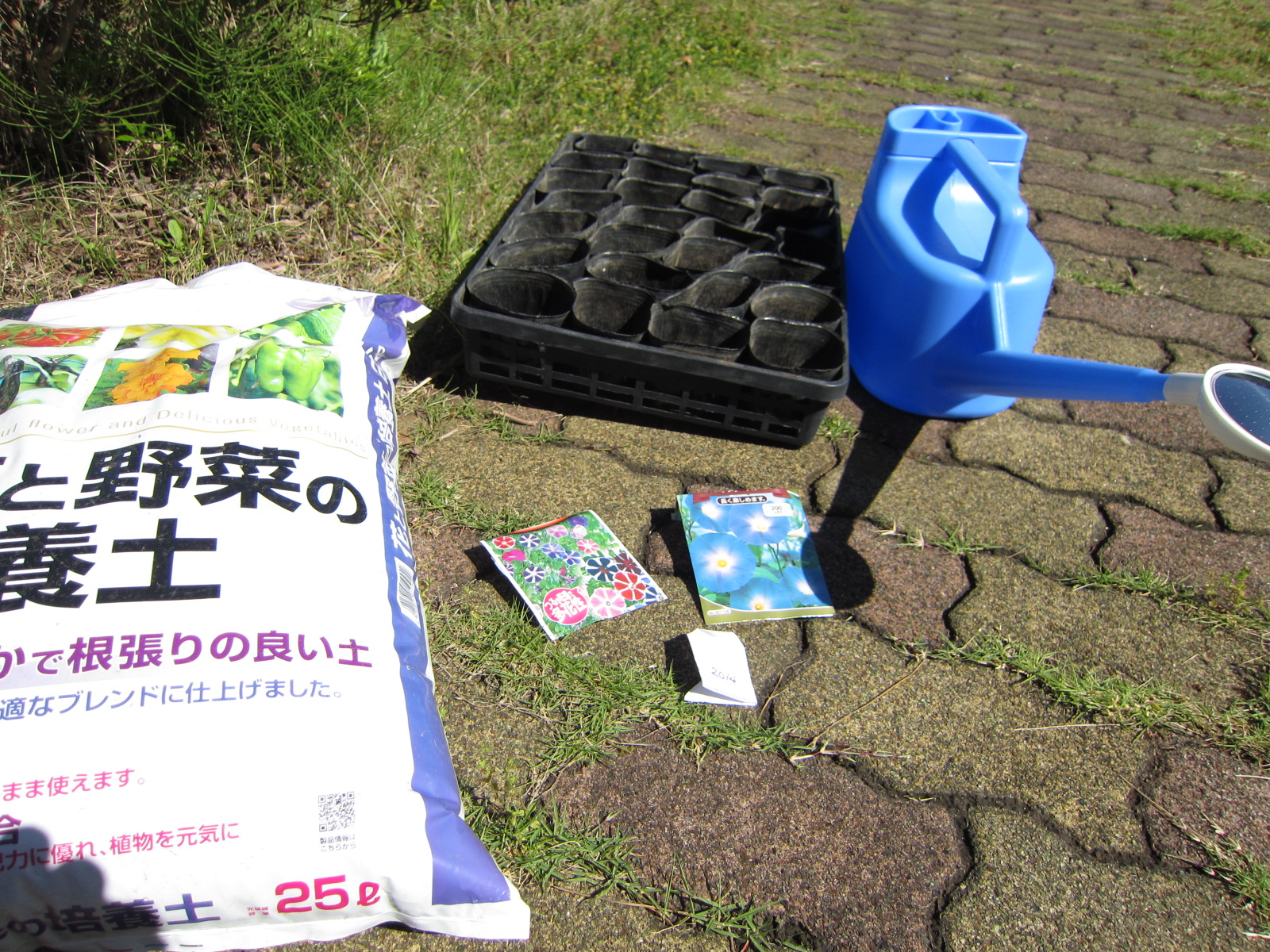 今年もやってきました、「アサガオ咲かせ隊」。今年もたくさんの花を咲かせますよっ！