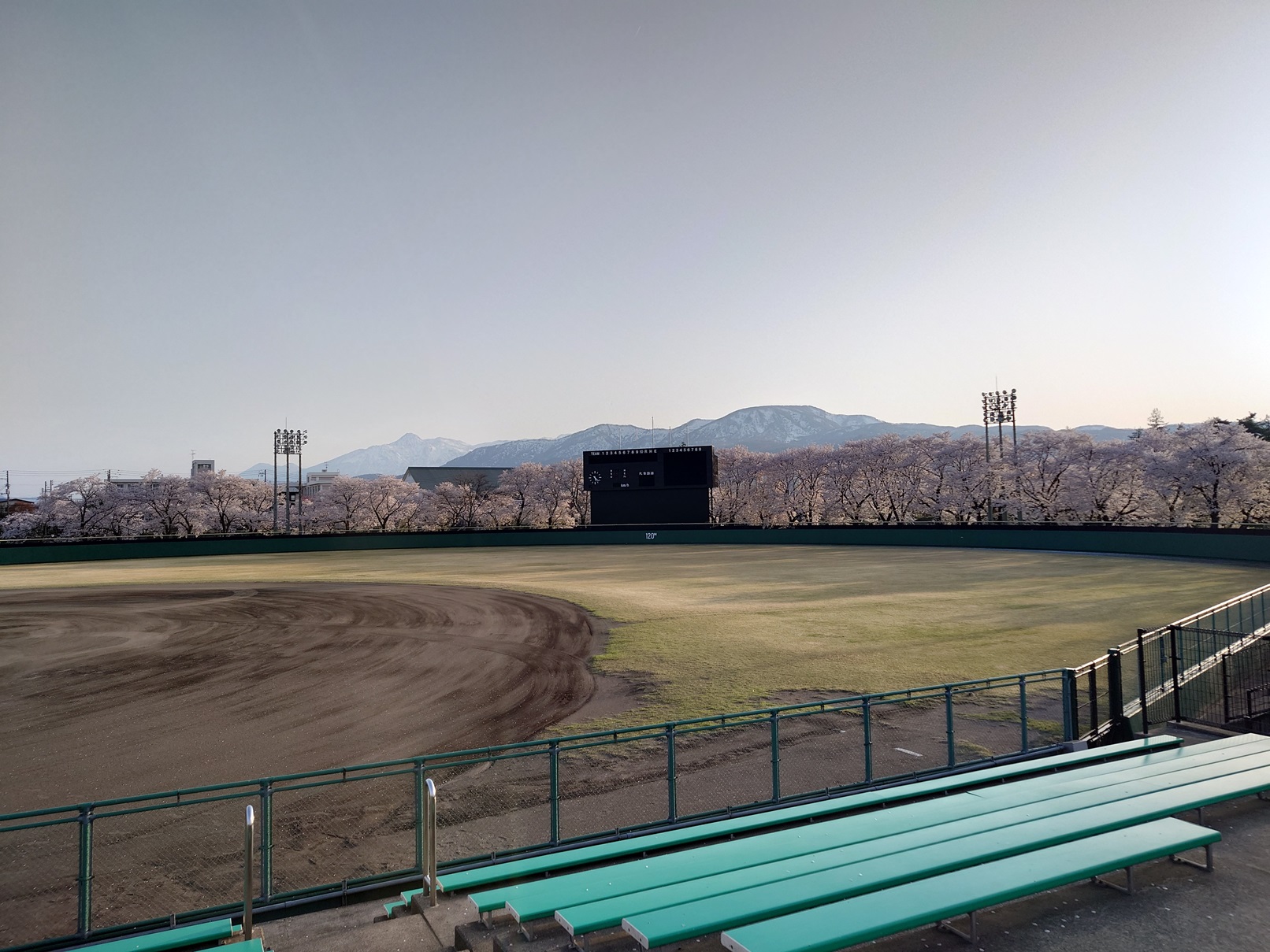 高田城址公園野球場。この時期、日本中でいちばん映える野球場かもしれない☆彡