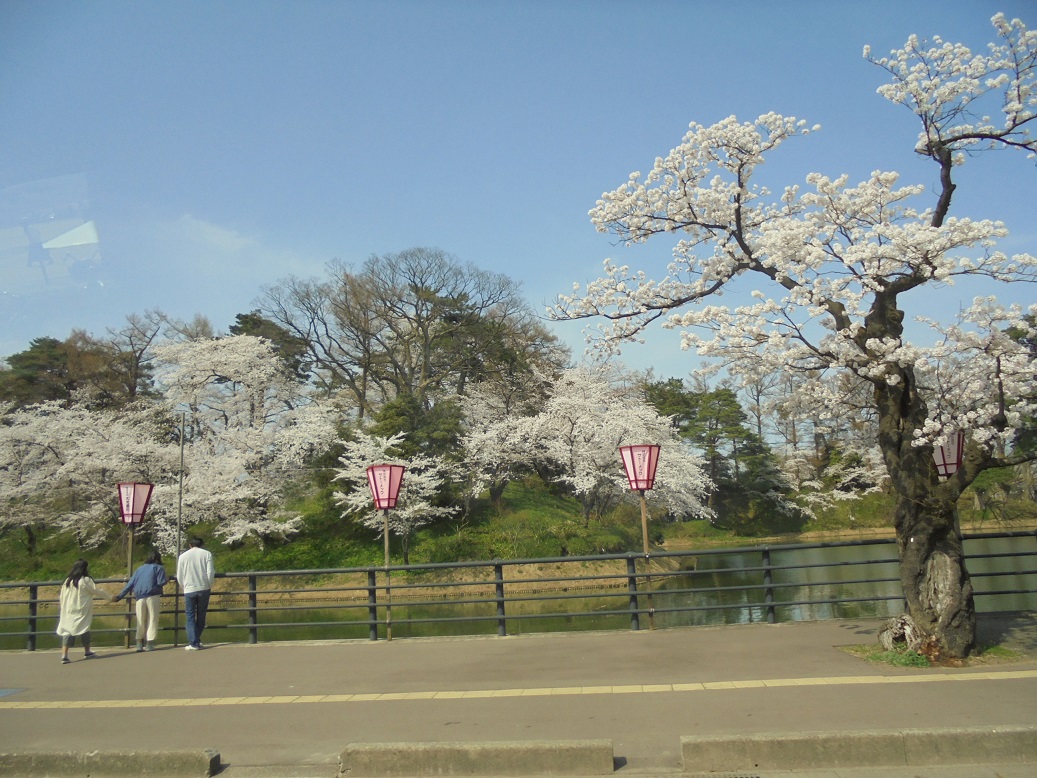 最後は、車窓から観た高田城址公園の桜。100年近く咲き続ける姿に歴史の重みを実感（しおさいの里）