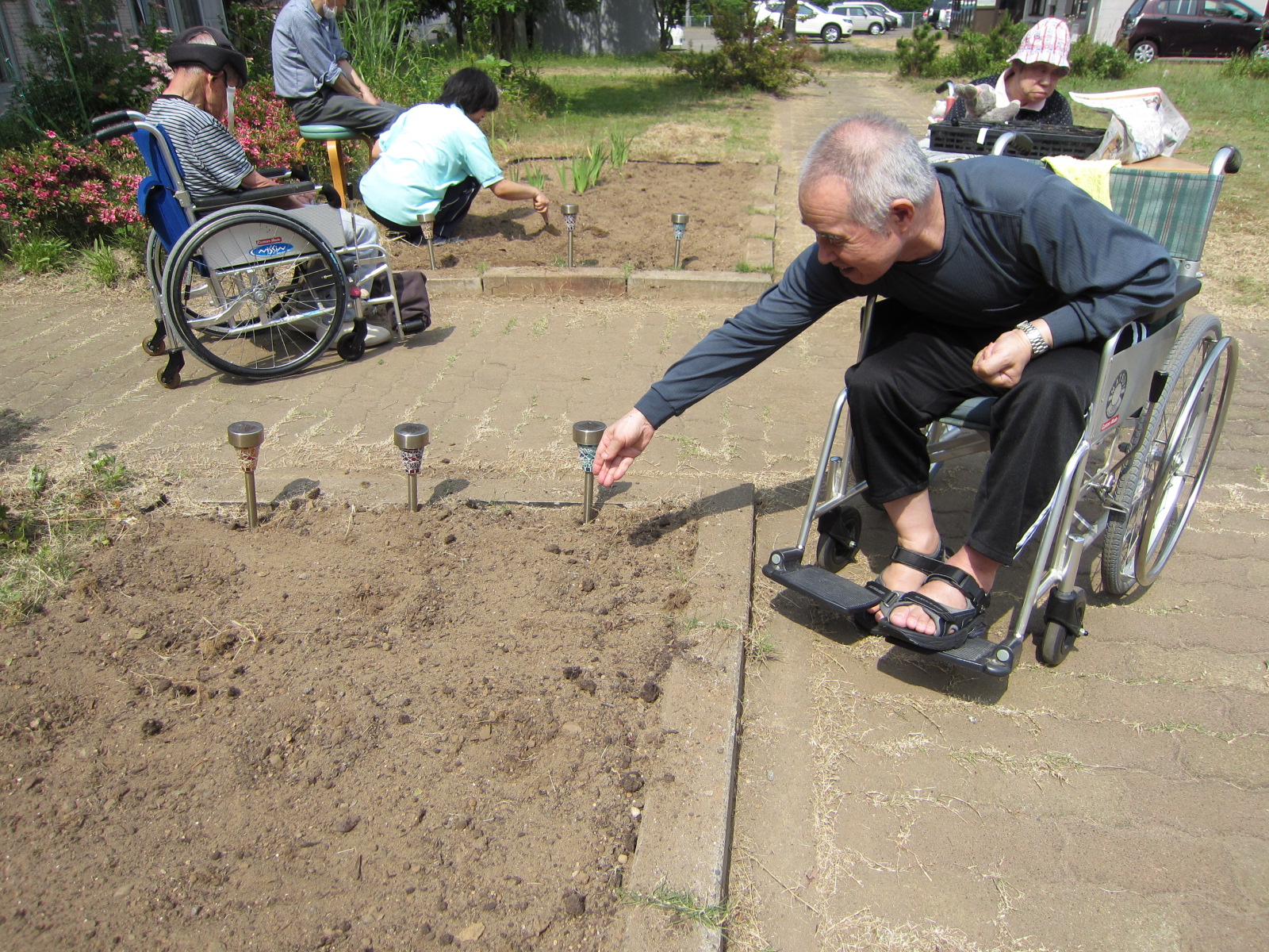 昨年収穫した種を花壇に均等に蒔いていきます