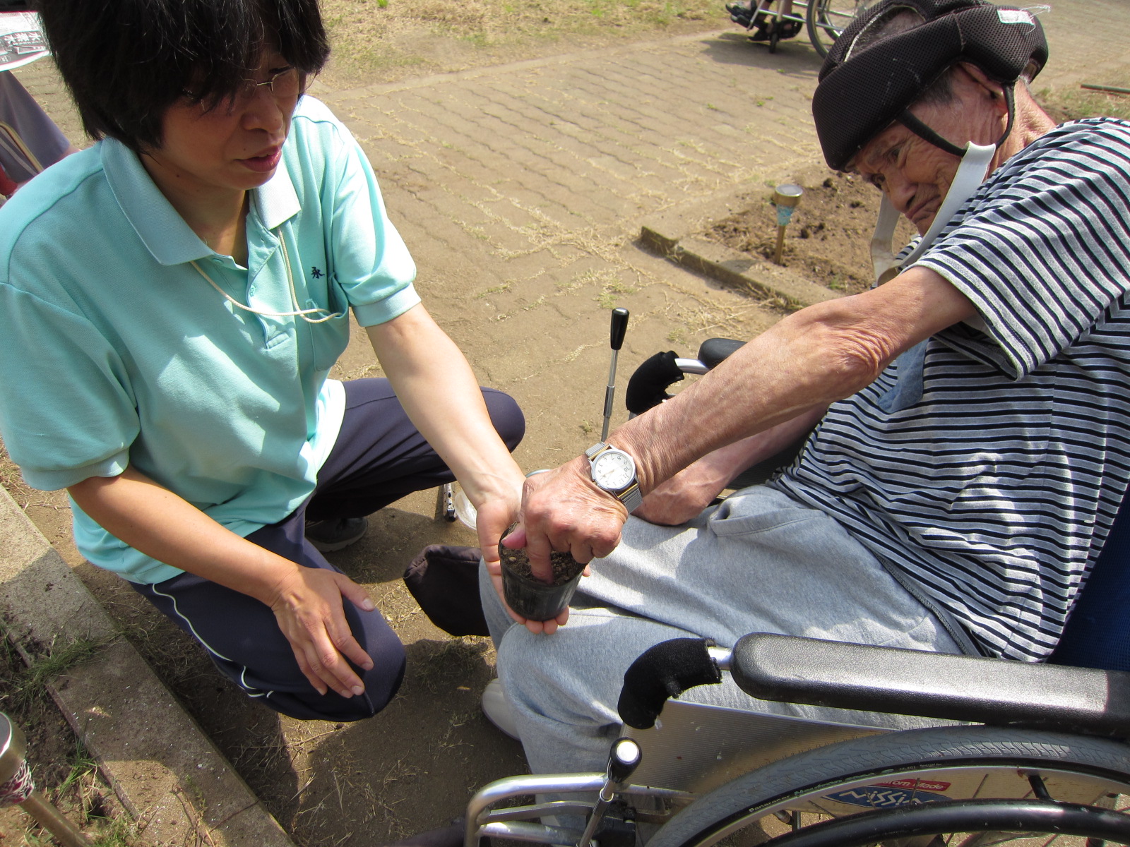 もしもの時のために、ポットの中にも種を蒔くことにしました