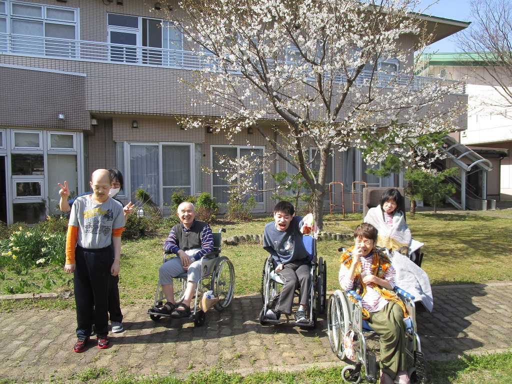 当施設の中庭にある桜。20年前は小さな苗木でしたが、ここまで成長しました（さいはま園）