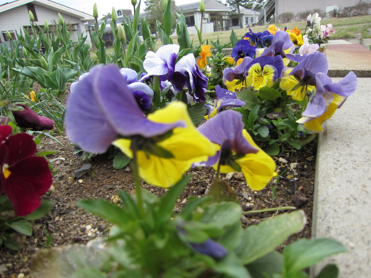 パンジーの花びら