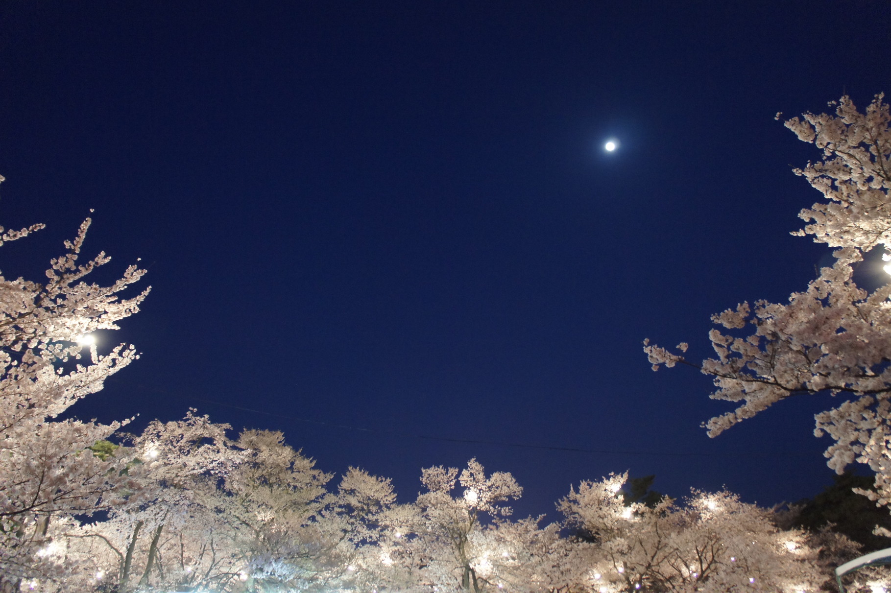 ぼんぼりと月の明かりがやさしく桜を包みます