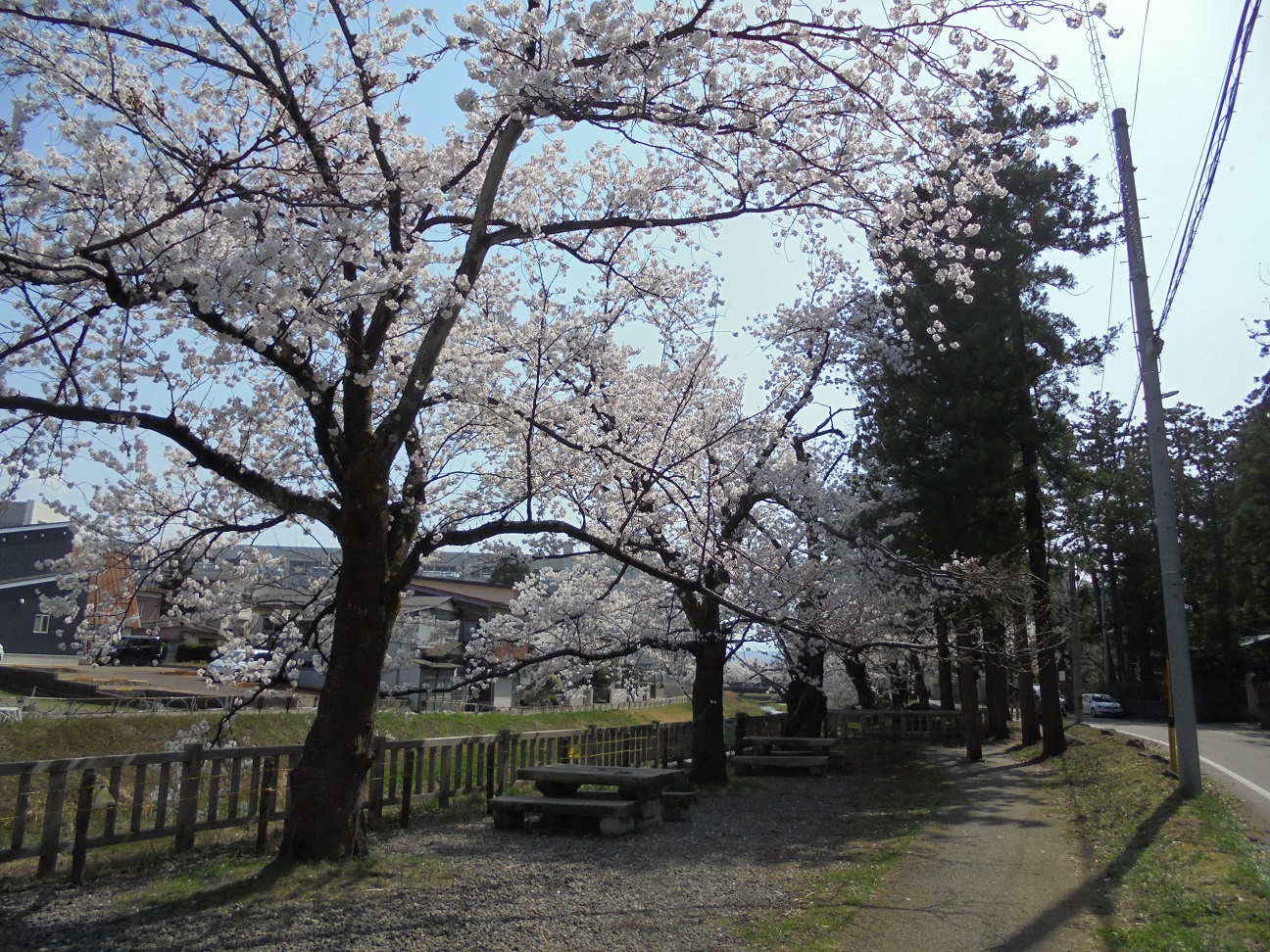 こちらは、高田の街なかにある青田川沿いの桜です（しおさいの里）