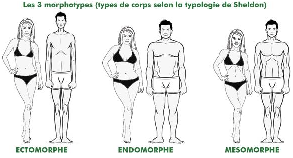 La typologie de Sheldon distingue les types morphologiques en trois classes et autant de types de corps. Découvrez les 3 somatotypes.