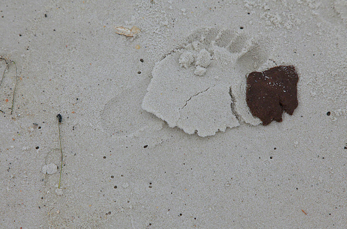 A dispersed oil tar ball in Orange Beach, Alabama [Erika Blumenfeld]
