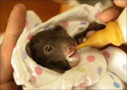 Kialla enjoys her twice-hourly feed of speical formula. Picture by Andrew Batsch.