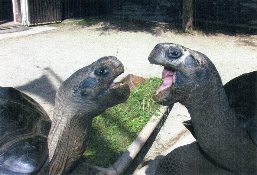 Bibi and Poldi are 115 years old and have been together since birth, eventually becoming a pair. Now, though, they can not stand each other, with Bibi, the female, Repeatedly attacking Poldi. They live in the zoo in Klagenfurt, Austria.
