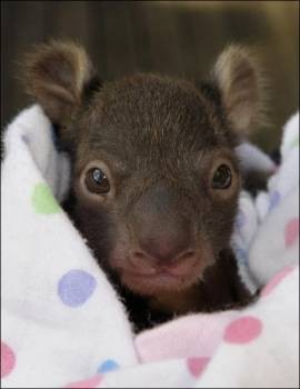 A Female Joey, Kialla, one of the twin koalas bred at Wildlife Wonderland in Bass. Picture by Andrew Batsch.